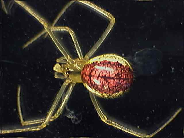 Enoplognatha ovata